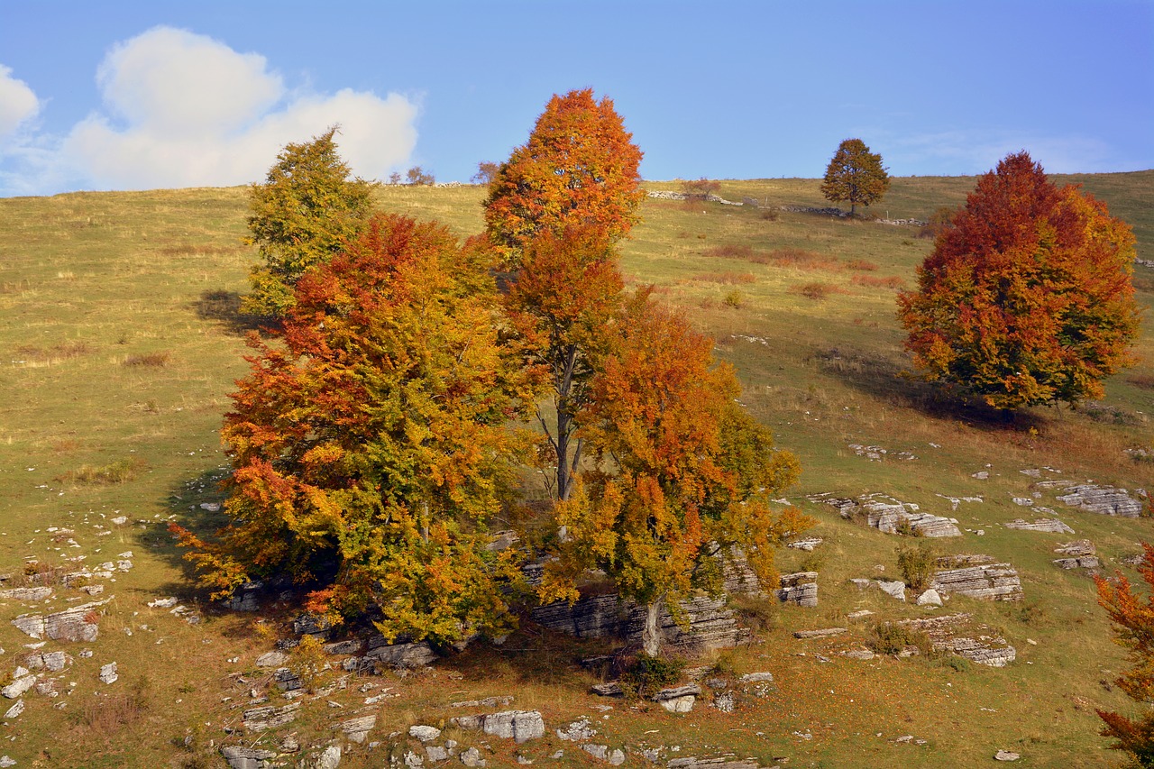 excursion trees autumn free photo