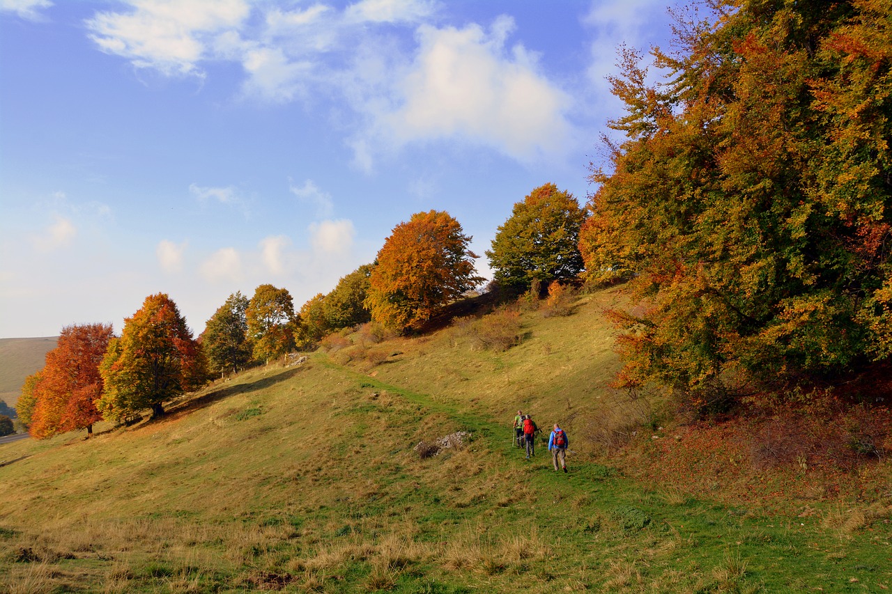 excursion trees autumn free photo