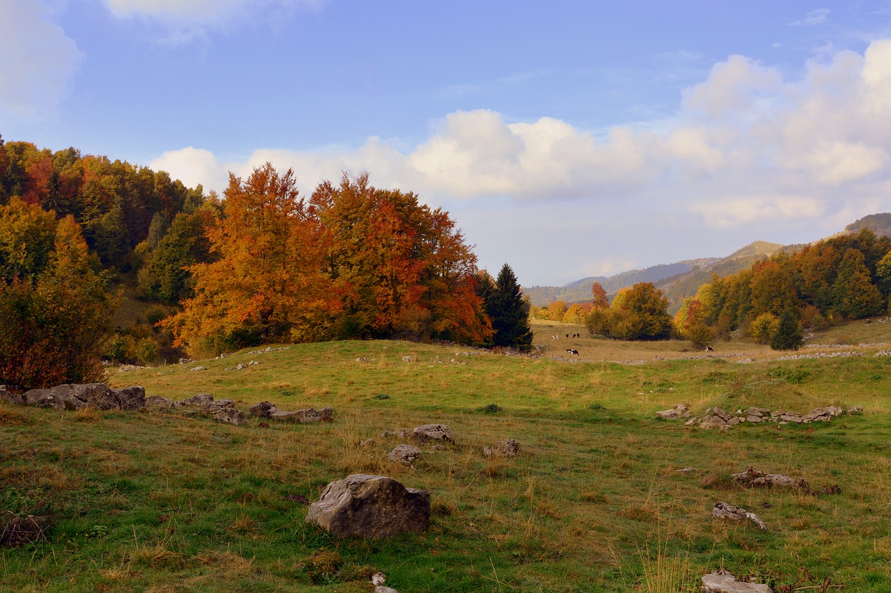 excursion trees autumn free photo