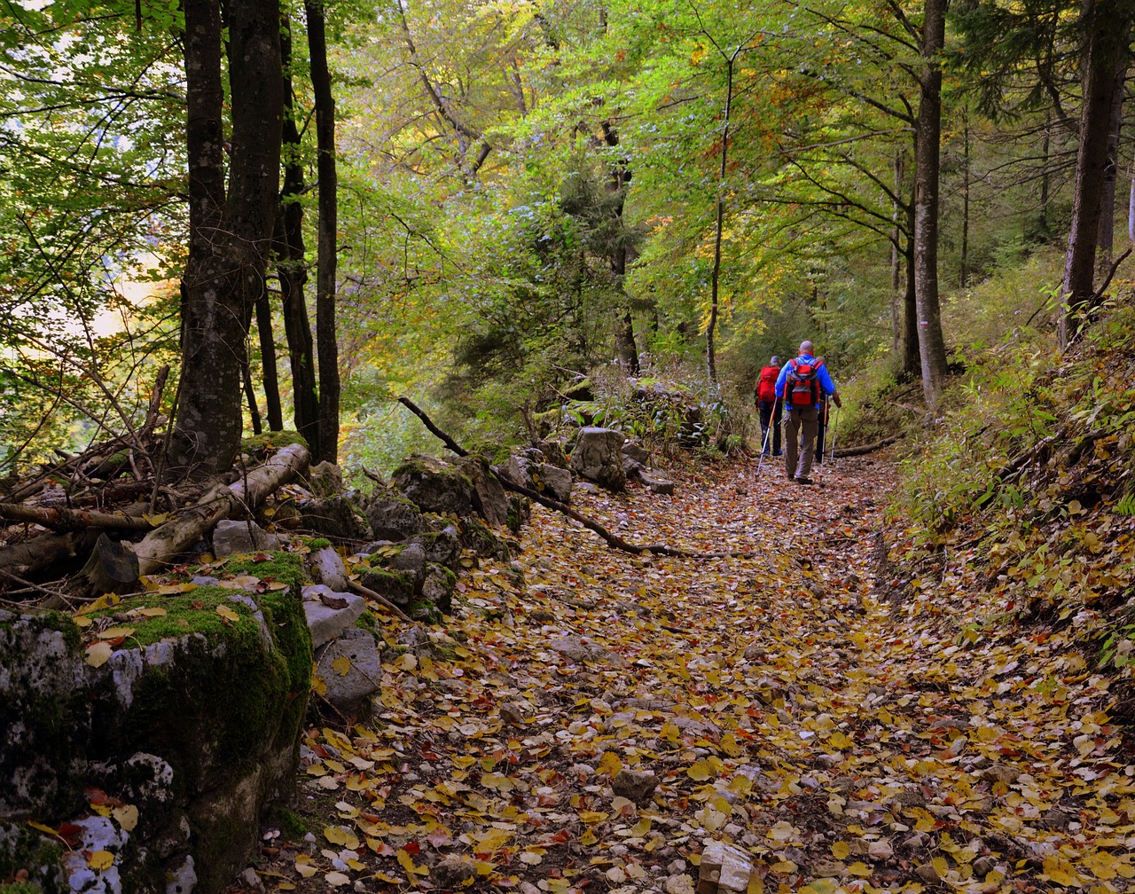 excursion forest autumn free photo