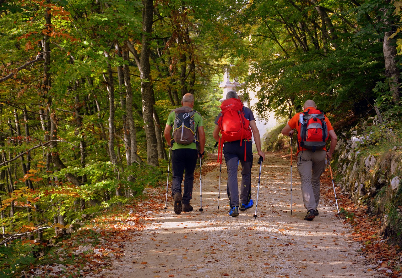 excursion forest autumn free photo