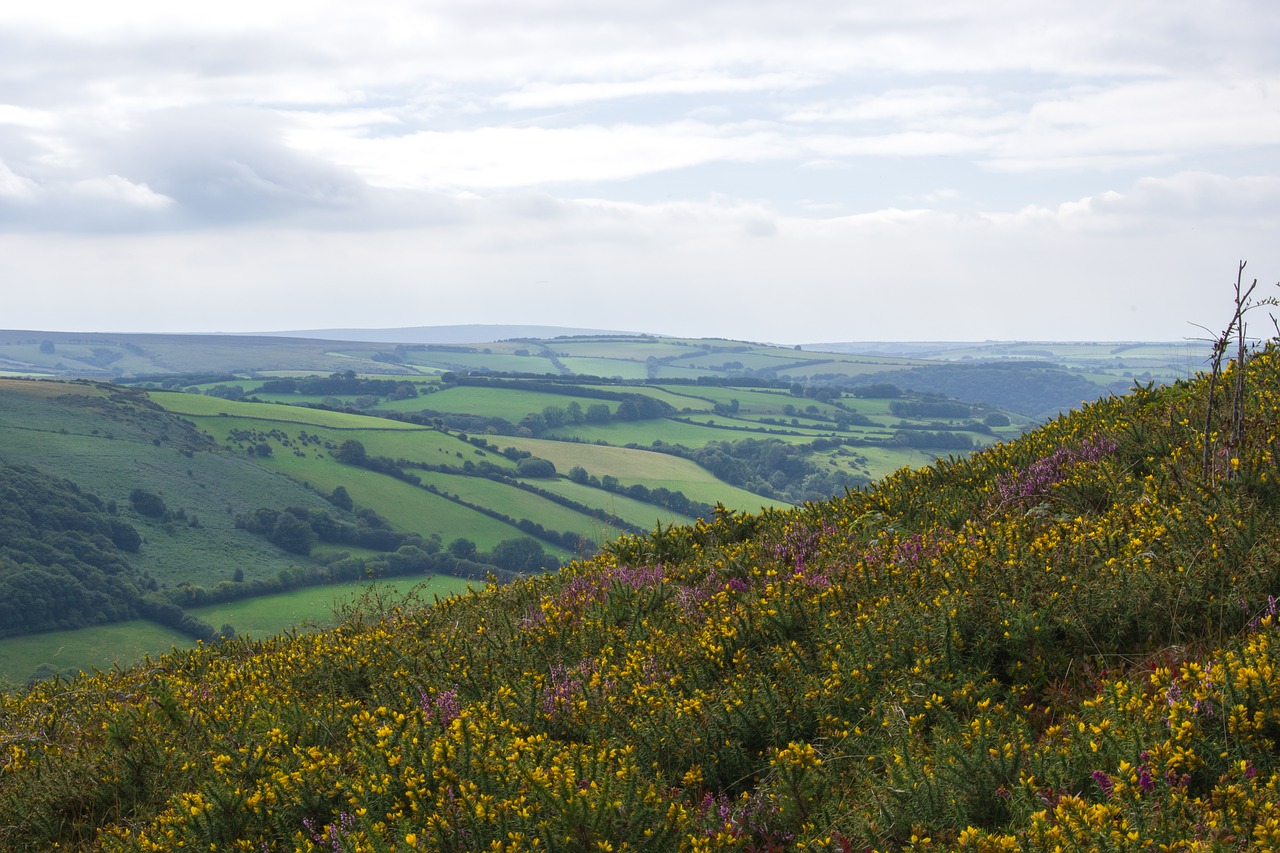 exmoor  landscape  england free photo