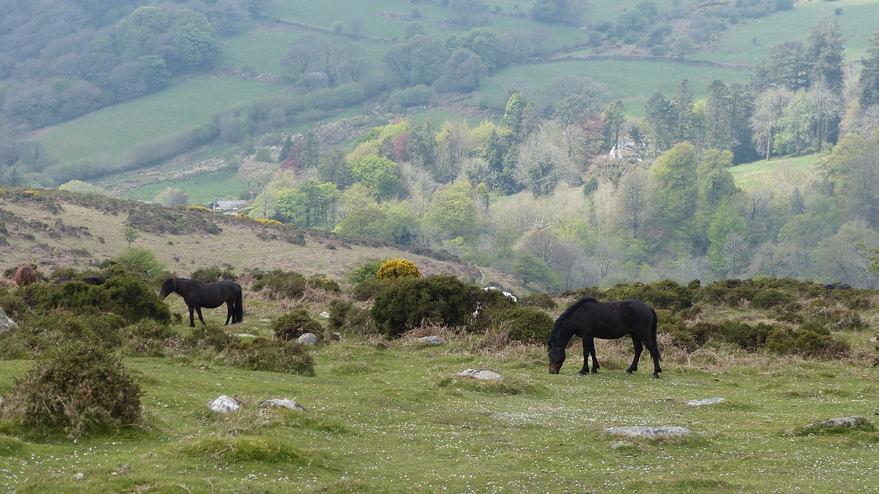 exmoor ponies exmoor country free photo