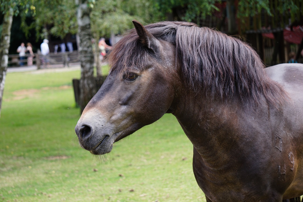 exmoor pony horse dark brown free photo