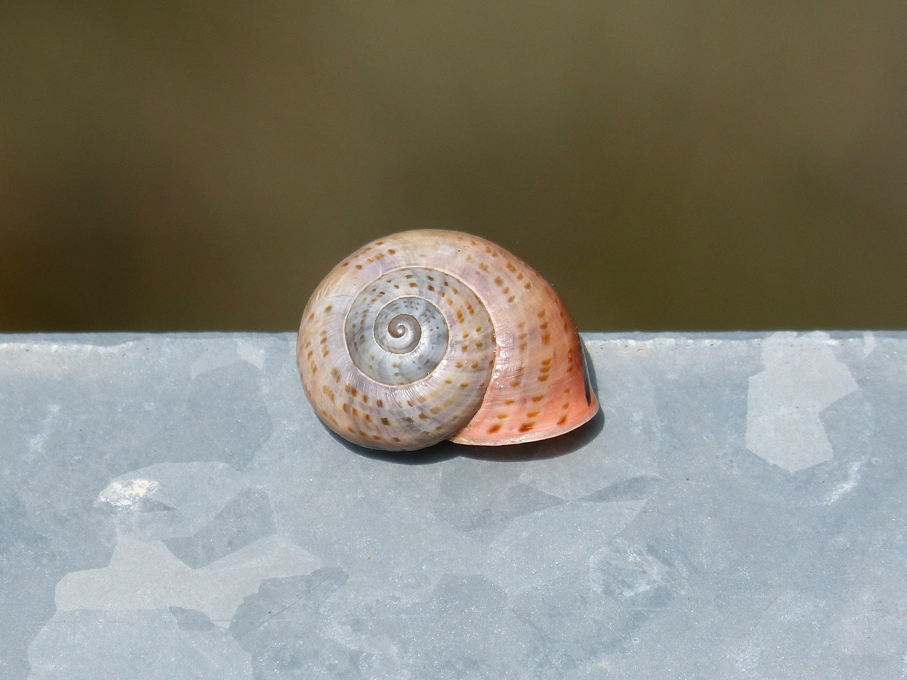 exoskeleton  nature  snail free photo