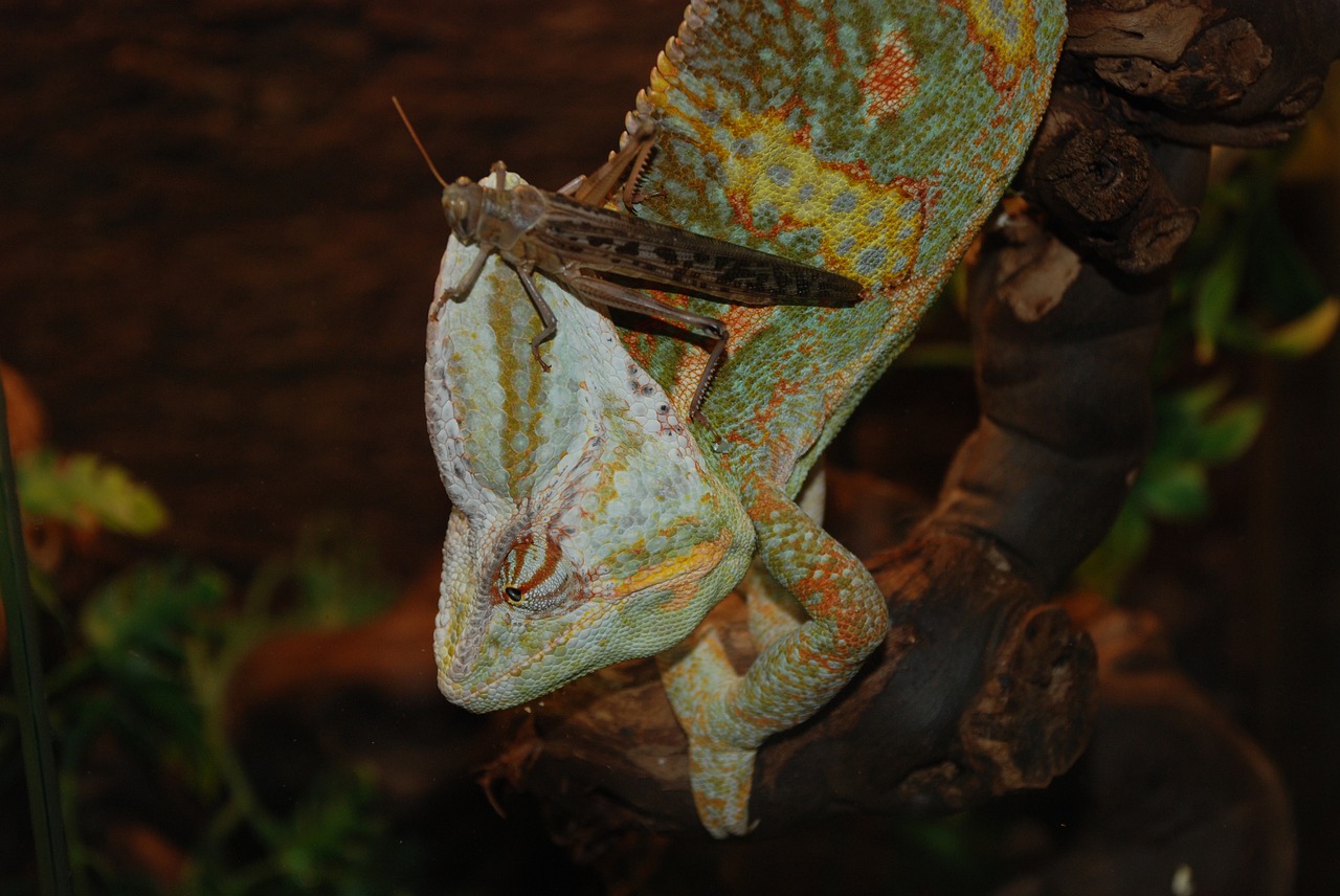 chameleon exot reptile free photo