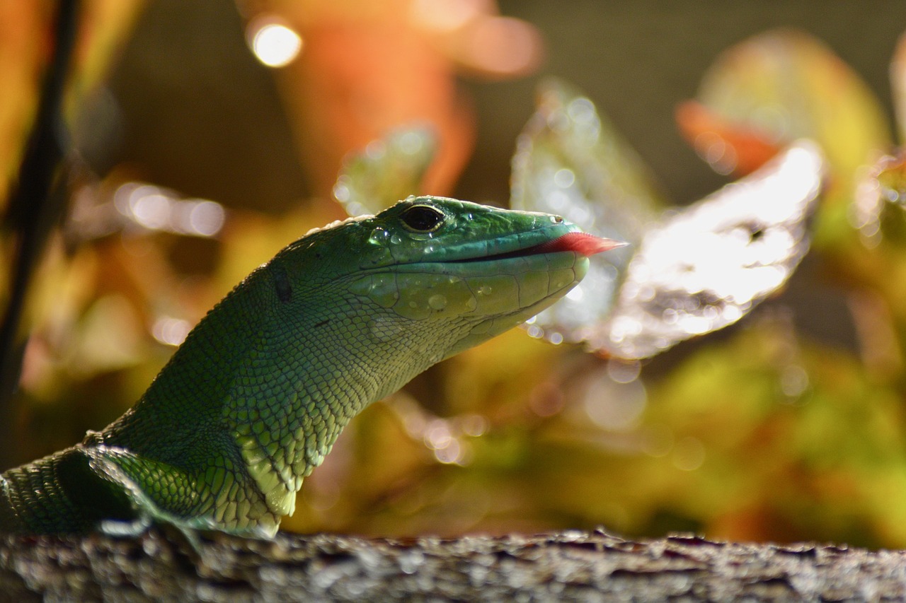 exot  terrarium  green free photo