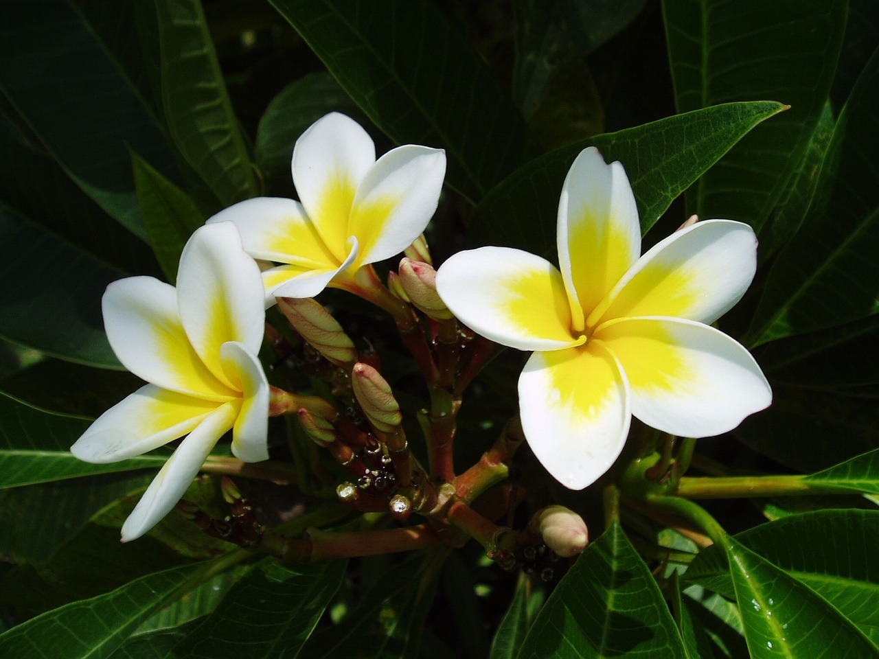 Exotic,flower,tropical,frangipani - free image from needpix.com