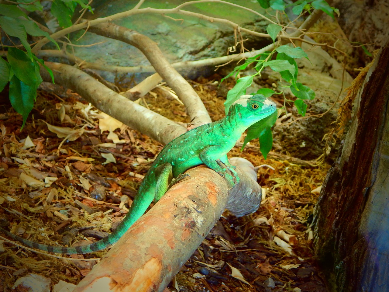 exotic animal green free photo