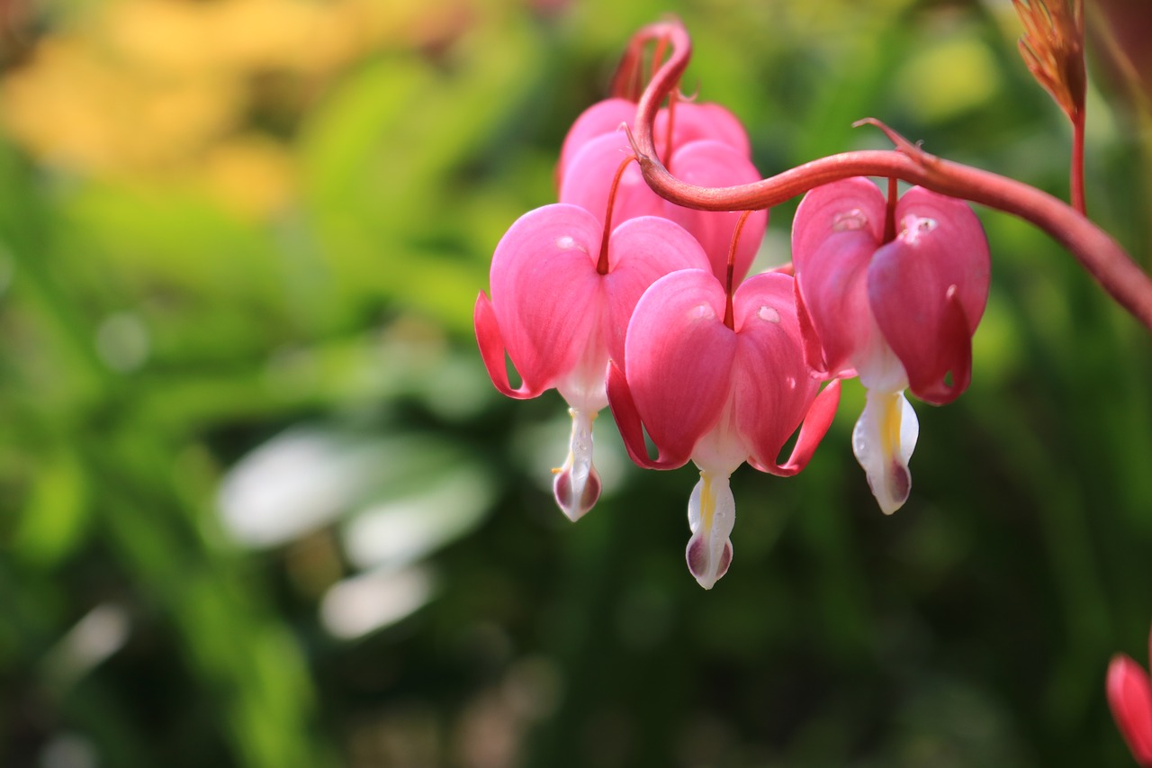 exotic keukenhof flowers free photo