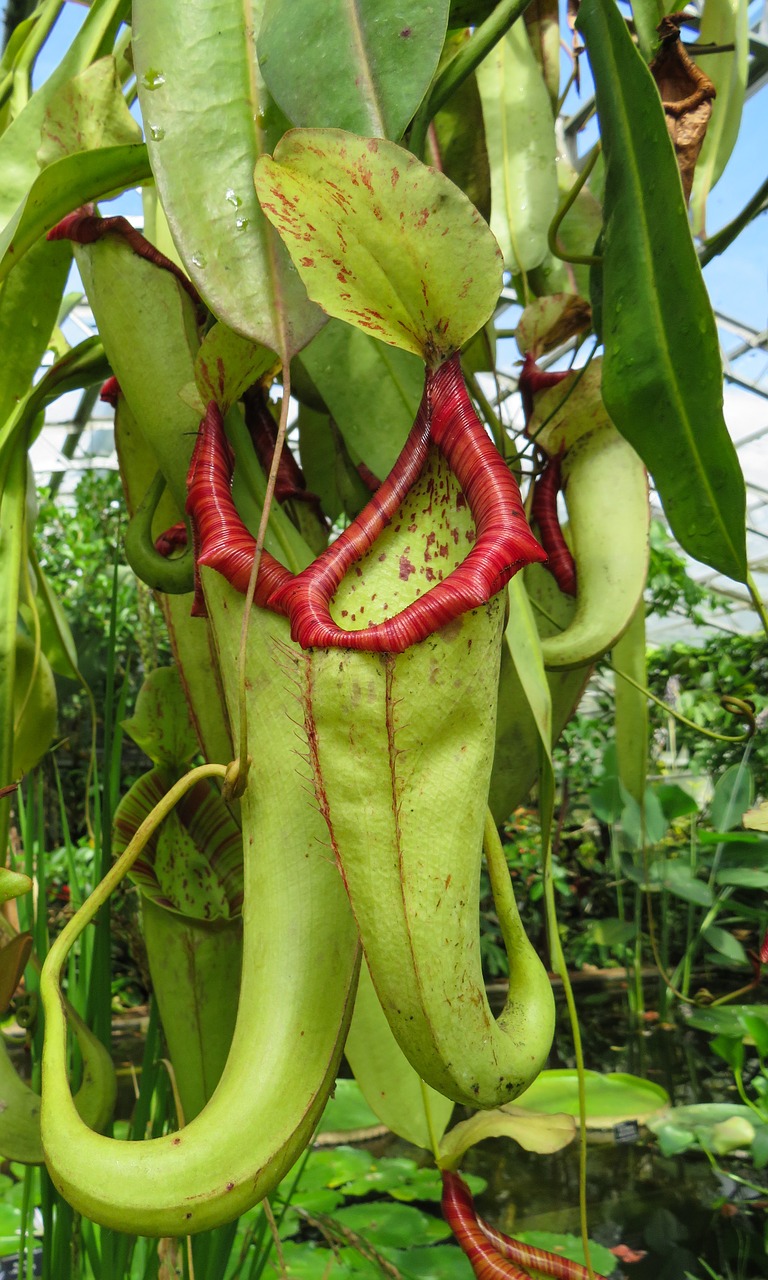 exotic plant carnivorous free photo