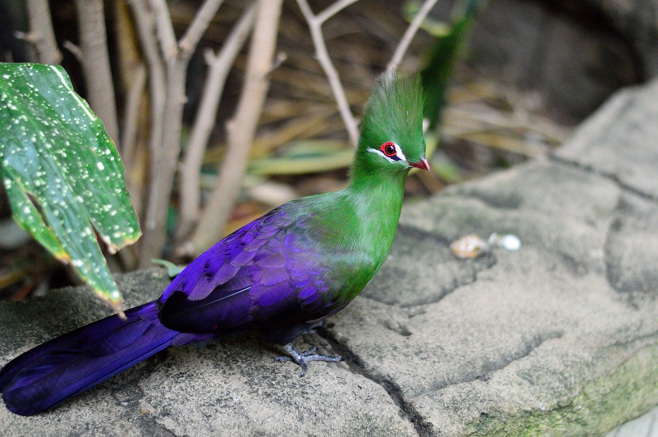 exotic green crested turaco bird free photo