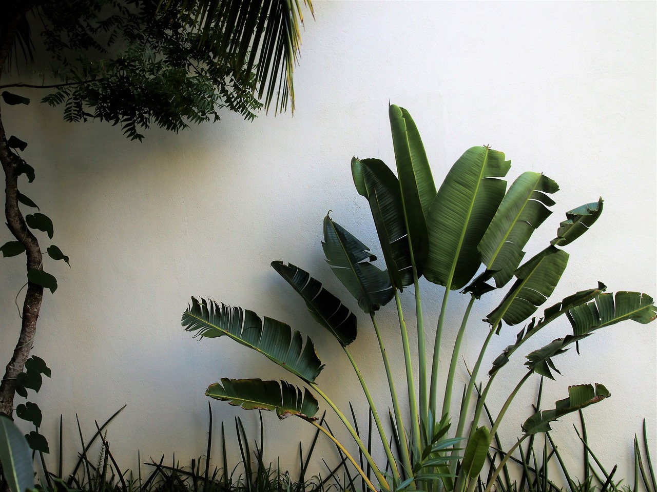 exotic palm trees range free photo