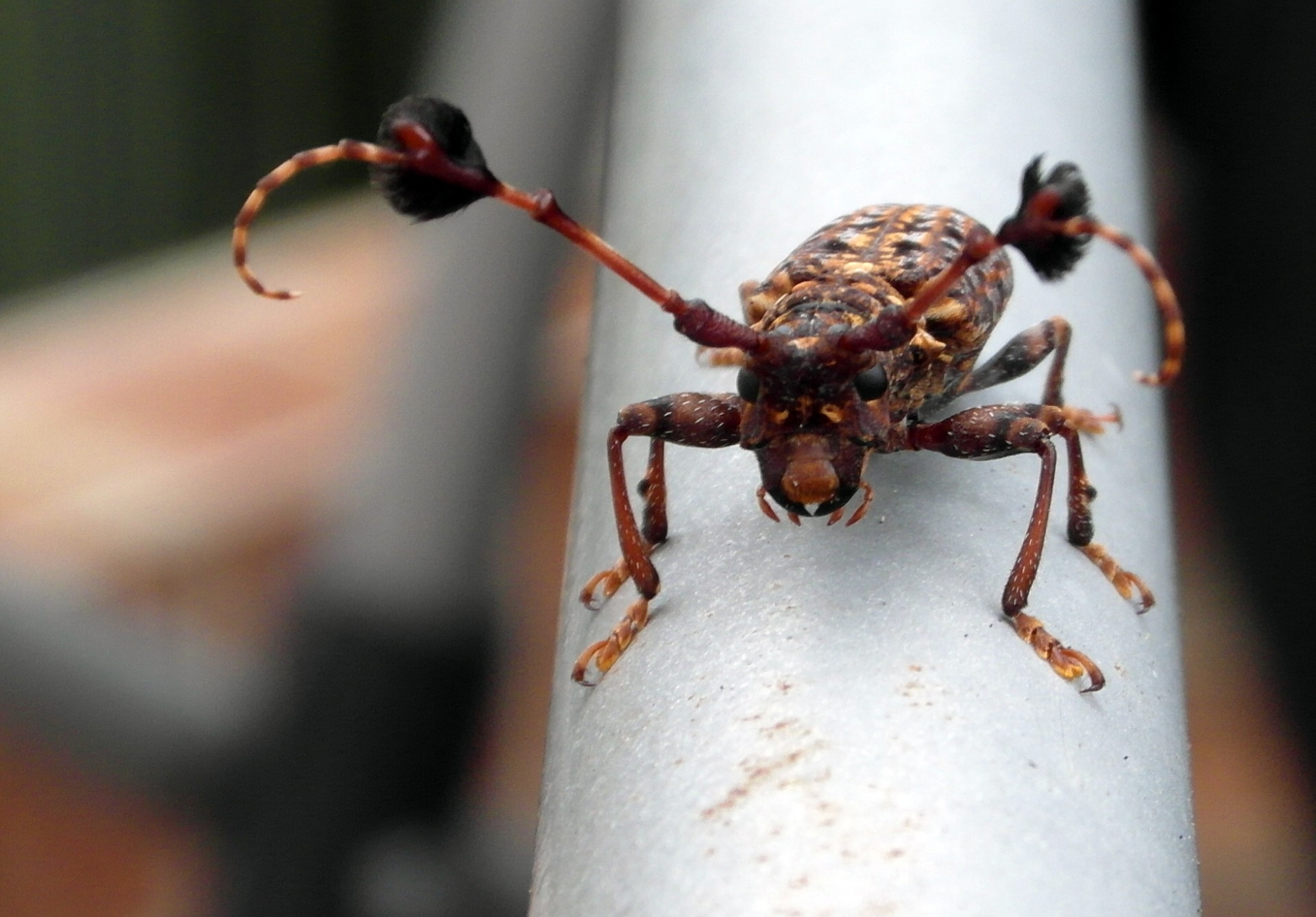 exotic beetle bug free photo