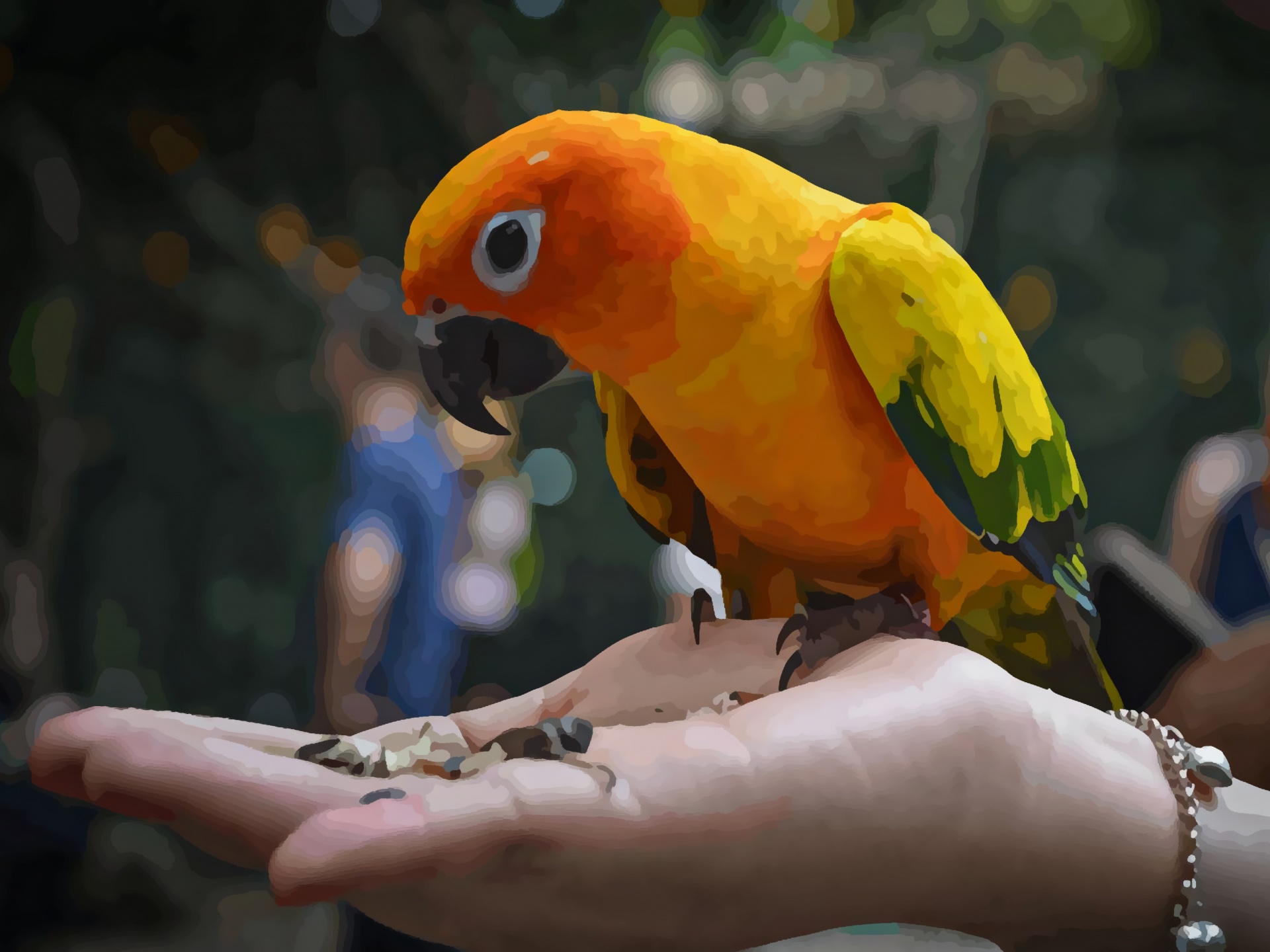 parrot exotic bird animal free photo