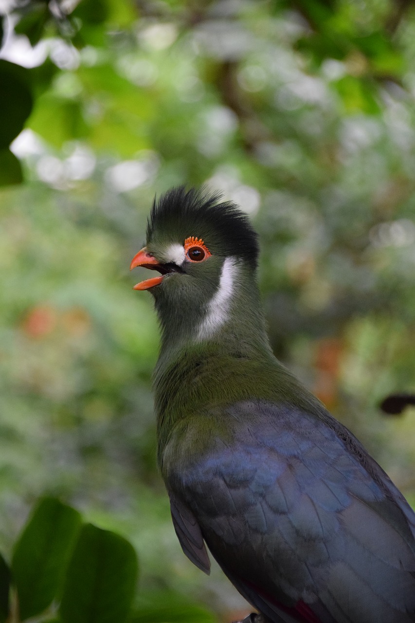 exotic bird garden nature free photo