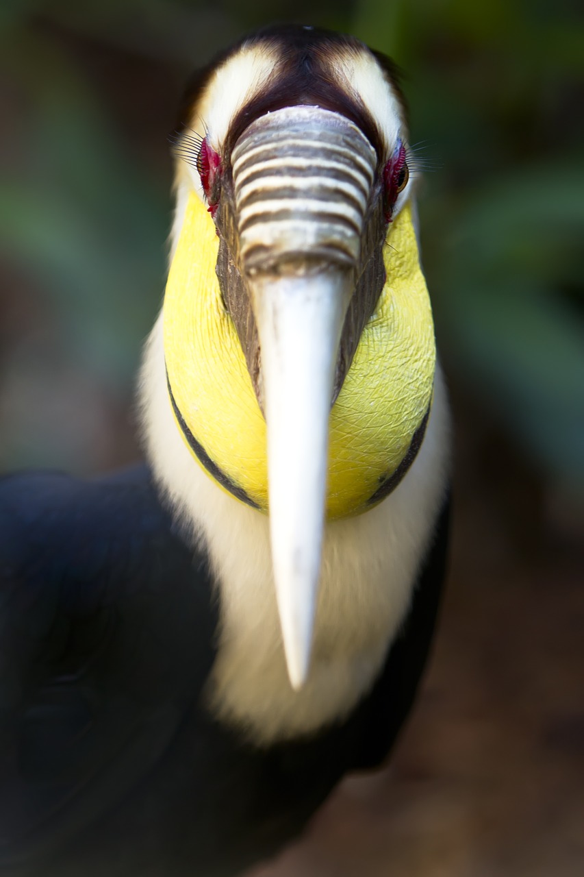 exotic bird  bird  colorful free photo