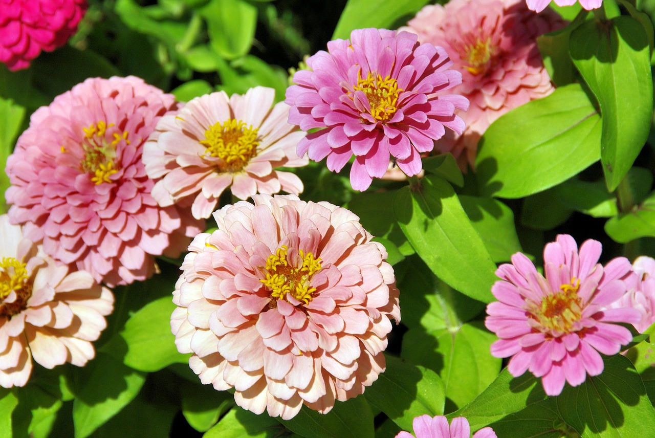 exotic flower pink bouquet free photo