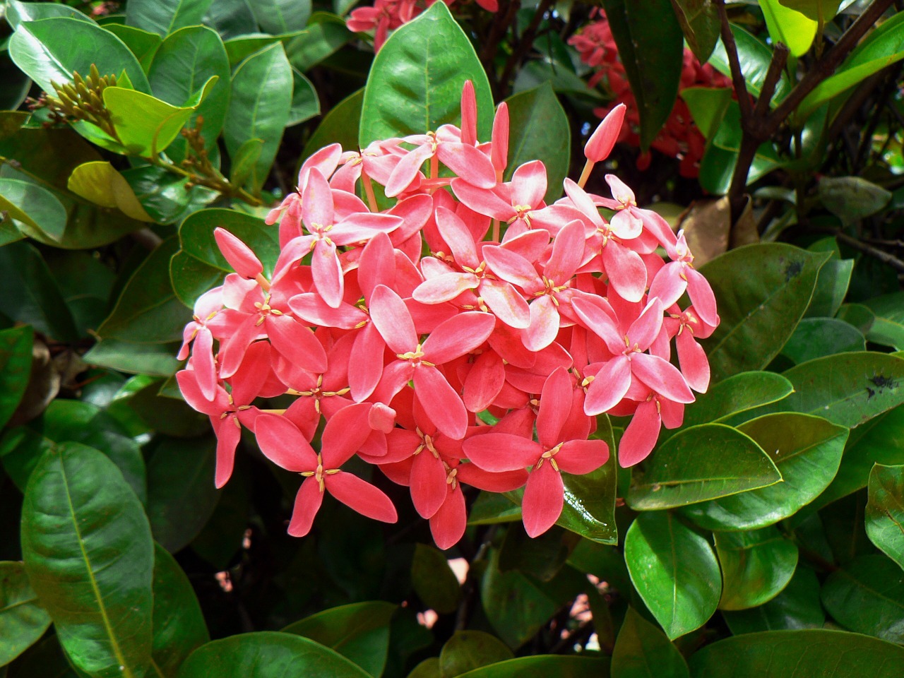 exotic flower ixora pink free photo