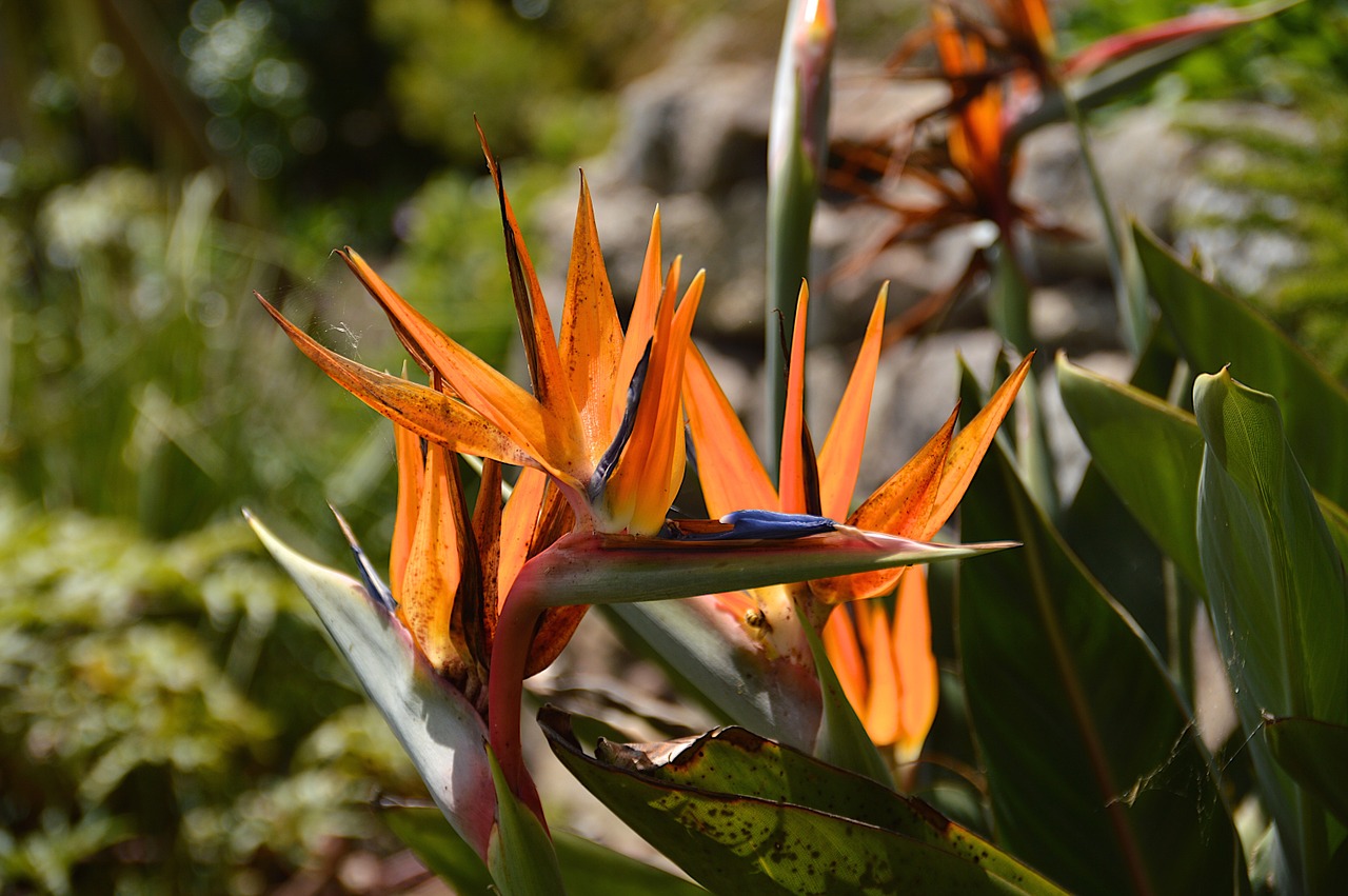 exotic flower orange st michaels mount free photo