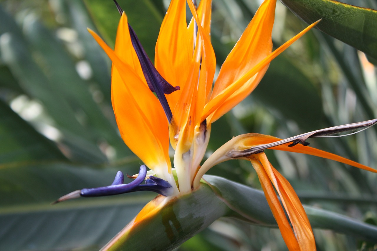 exotic flower orange blue free photo