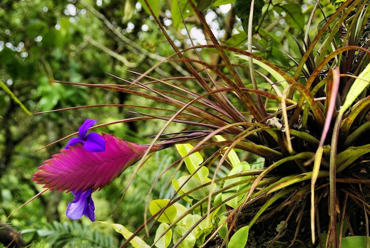 exotic flower tillandsia bromeliad free photo