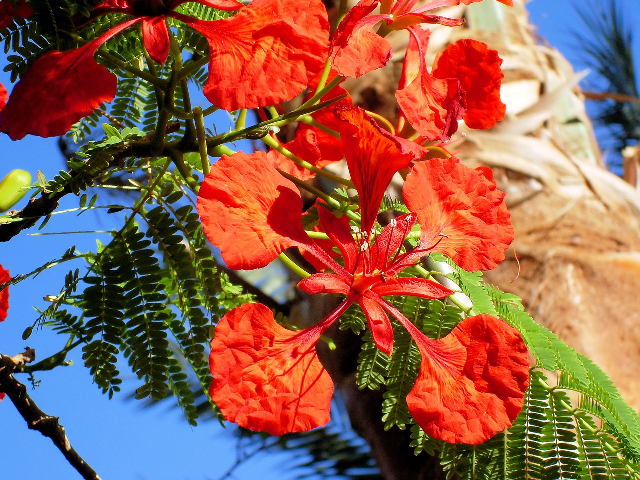 exotic flower delonix regia tropic free photo