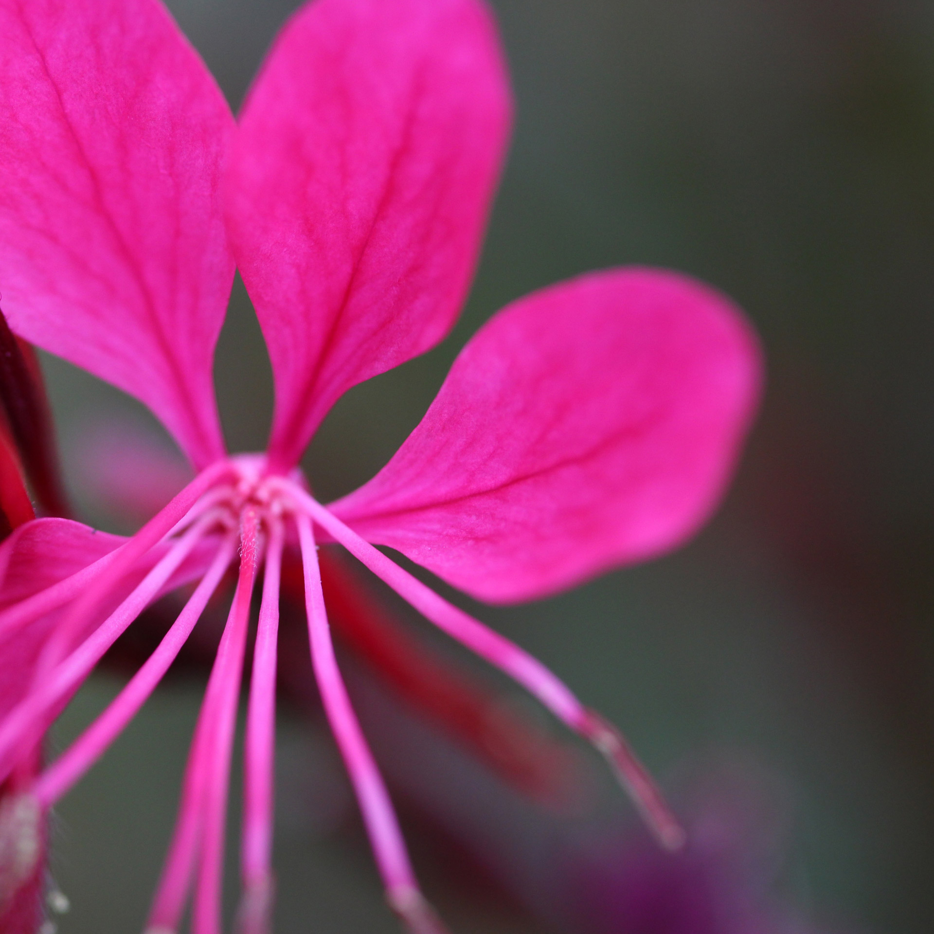 pink flower exotic free photo