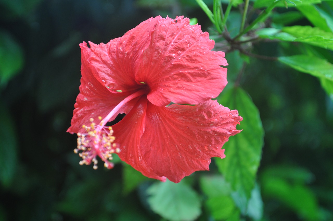 exotic flowers exotic garden red free photo