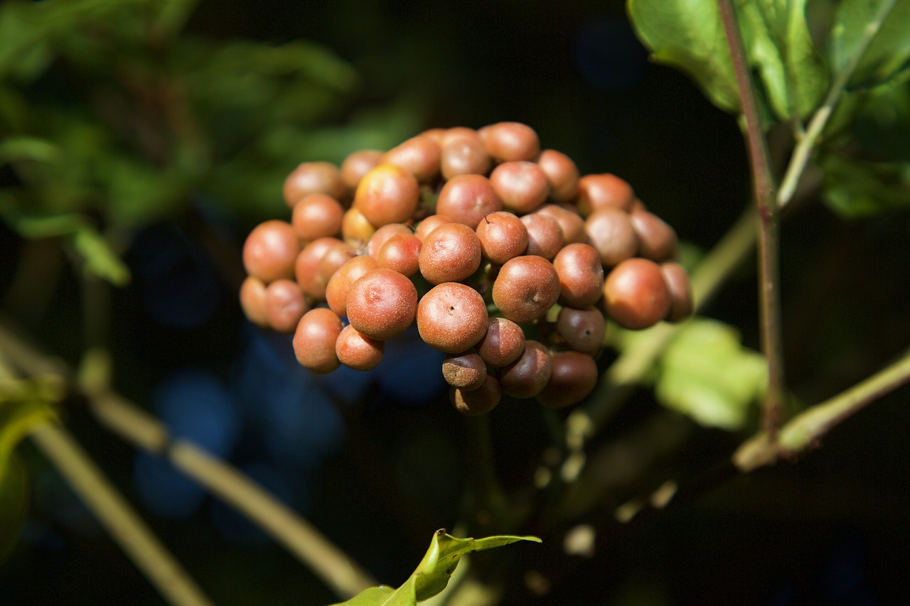 exotic fruit forest cerrado free photo