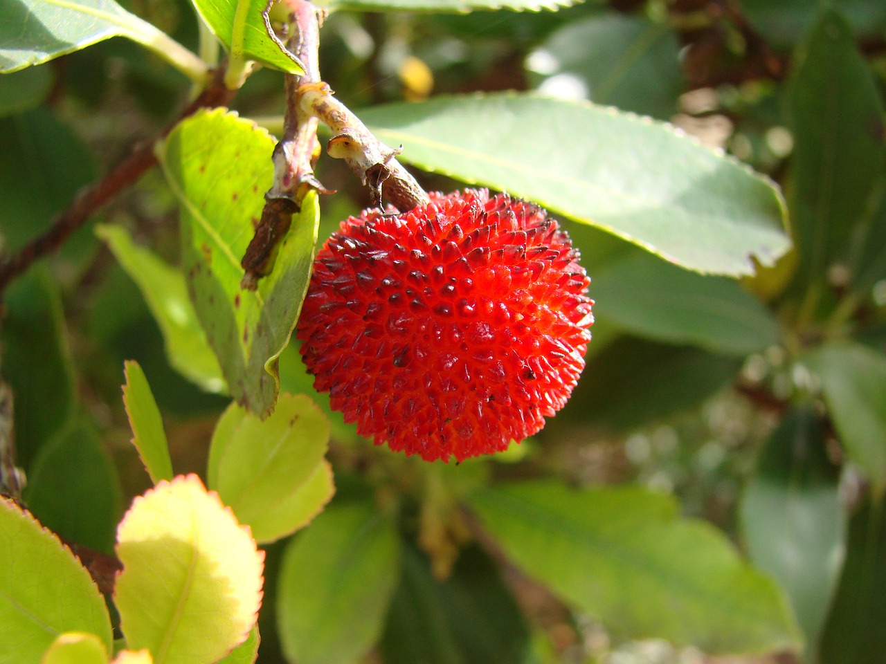 exotic fruits south exotic free photo