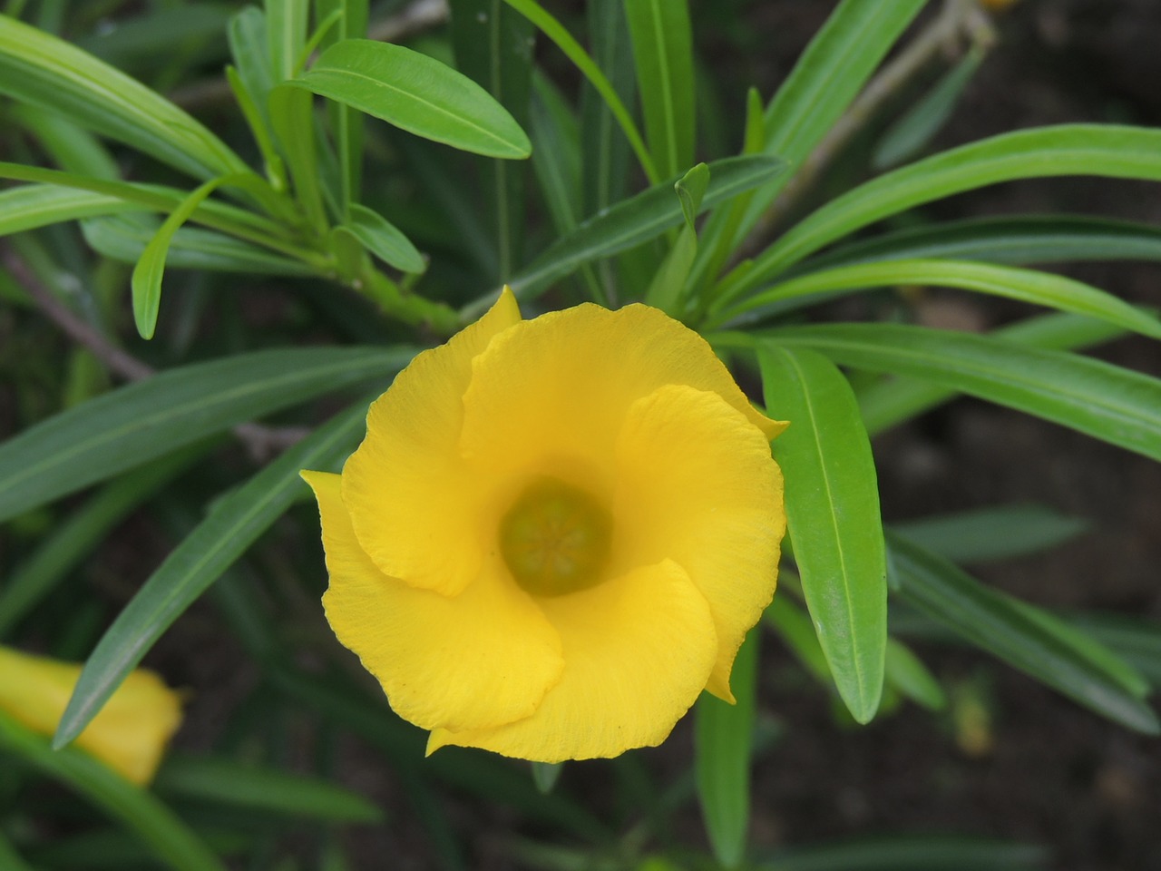 exotic plant bells from motupe to chiclayo peru free photo