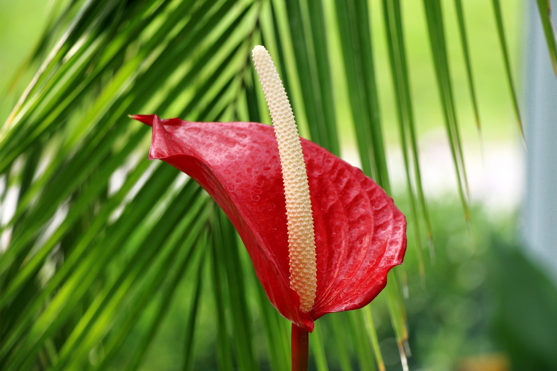 anthurium flower exotic free photo