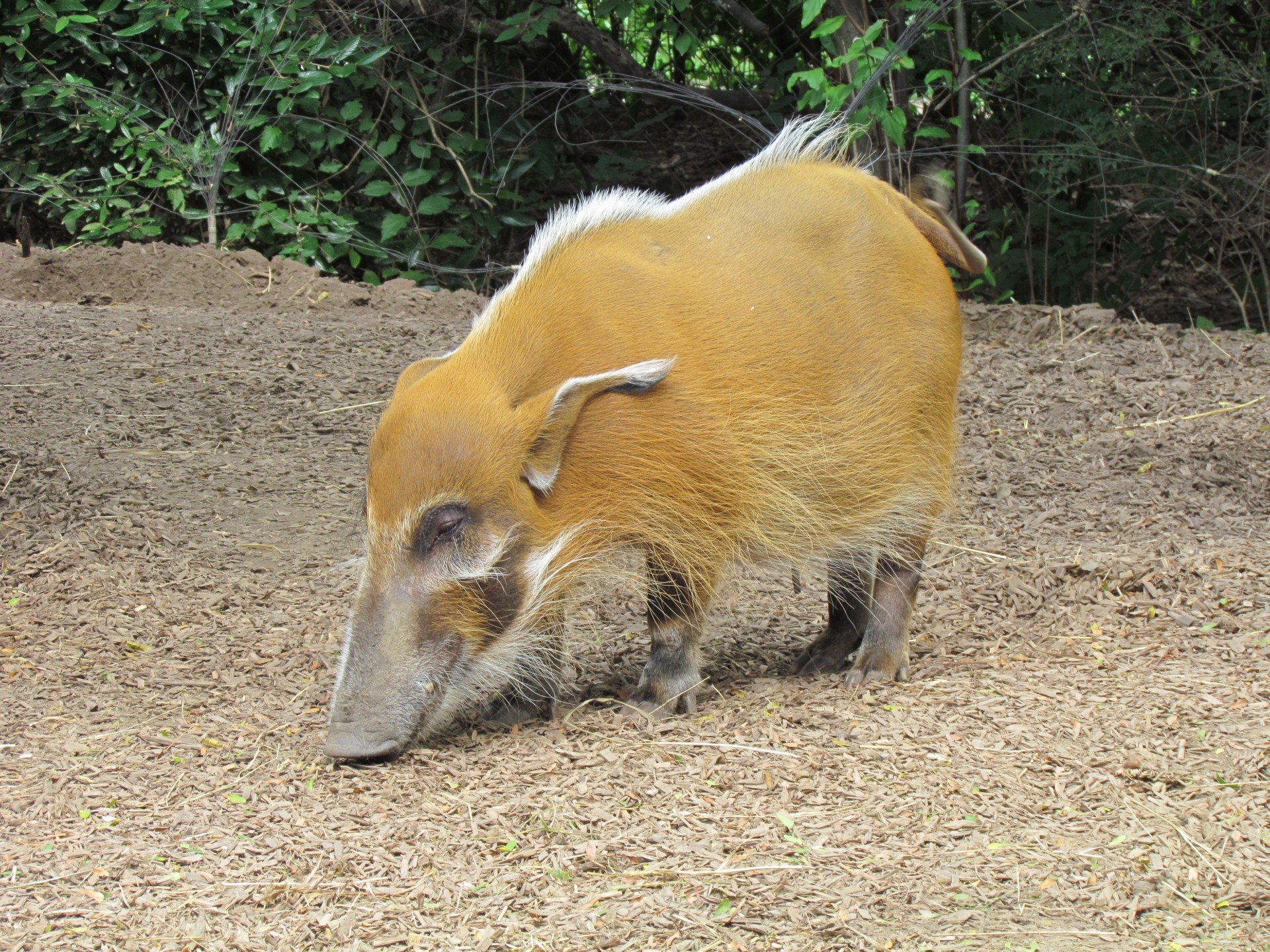 swine pig animal free photo