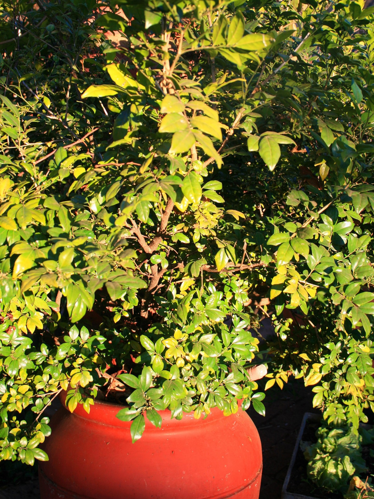 plant shrub pot free photo