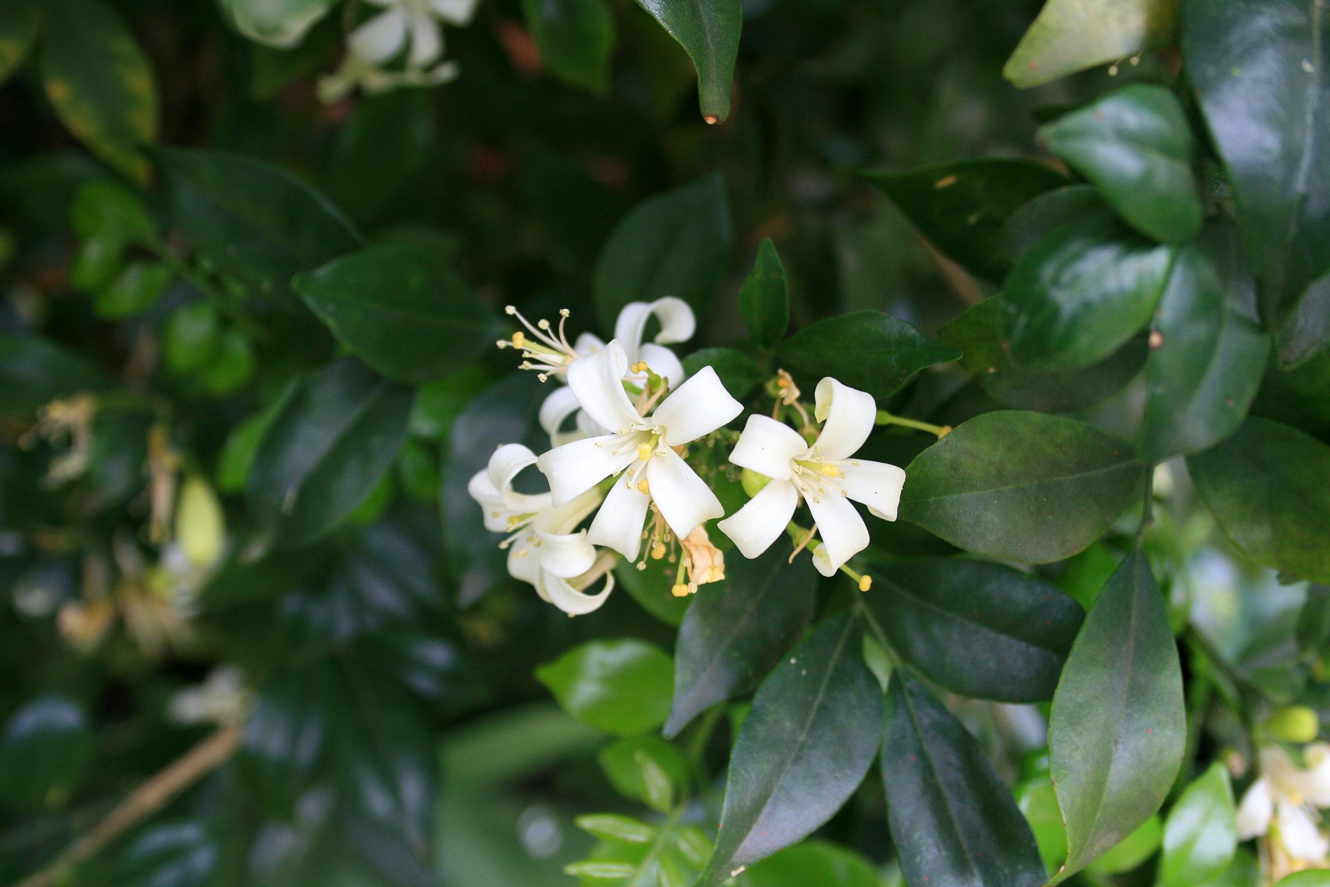 flower white small free photo