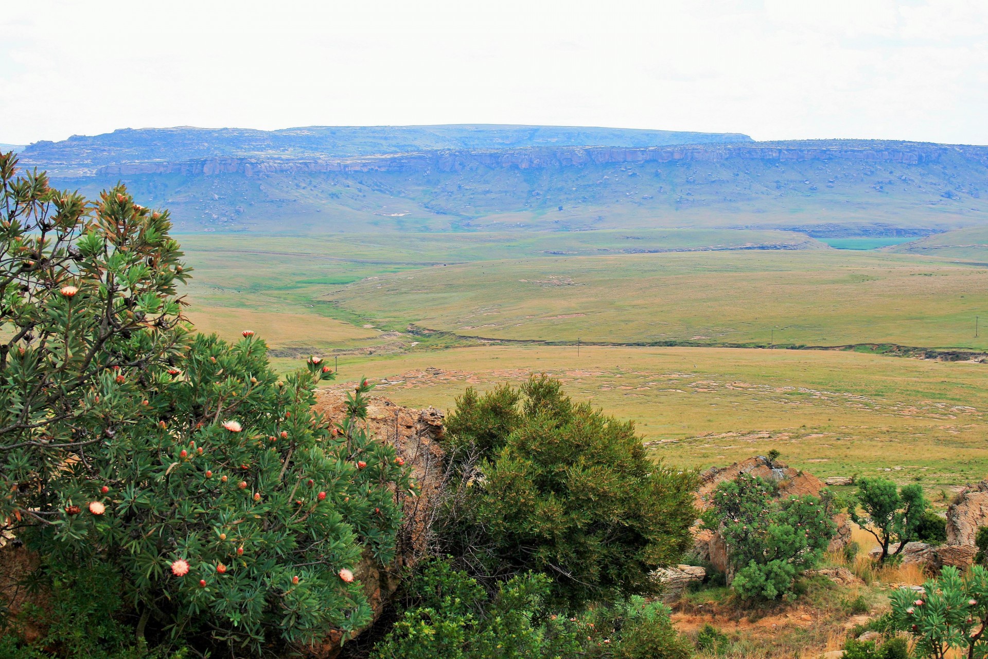 protea drakensberg golden gate national park free photo