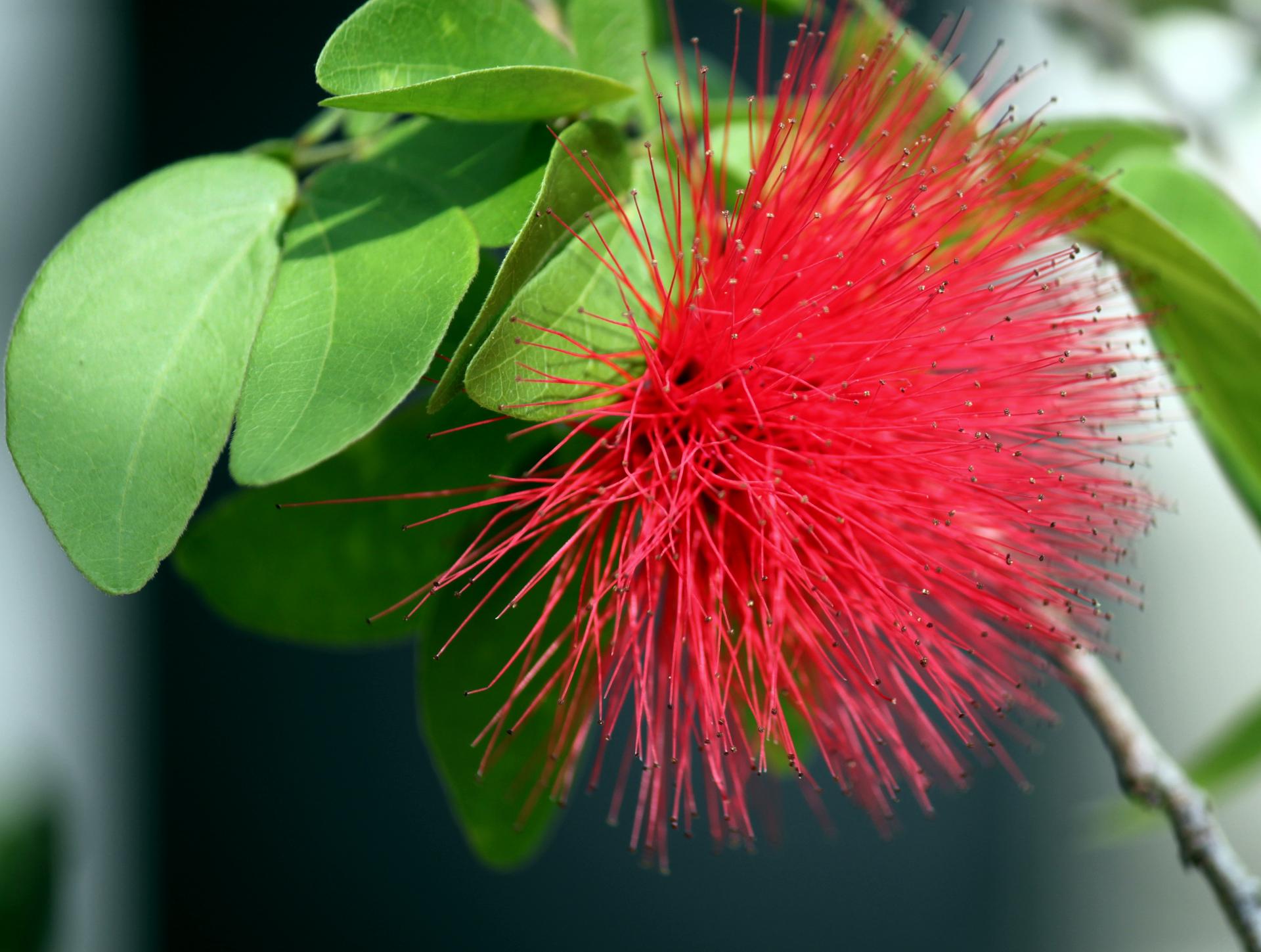 explosion flower petal red green leave free photo