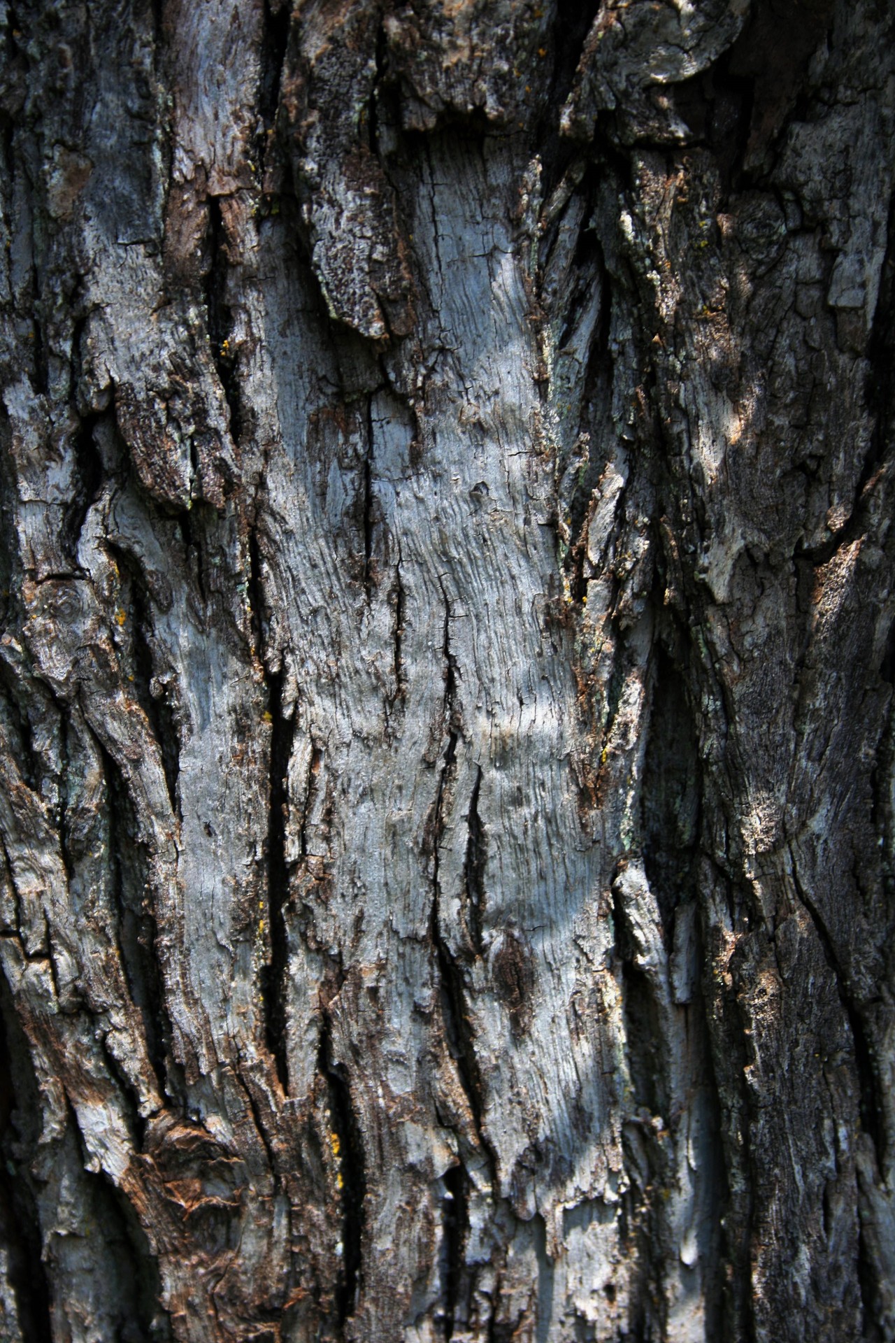 tree trunk stripped free photo