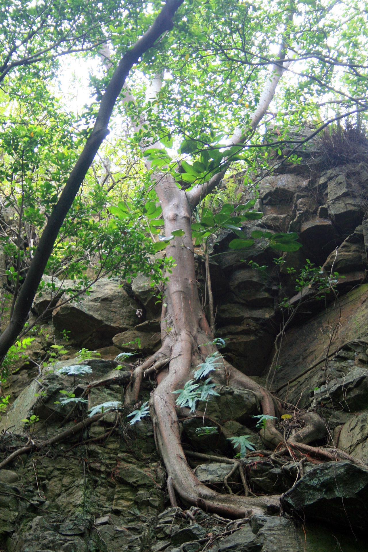 tree roots cliff free photo