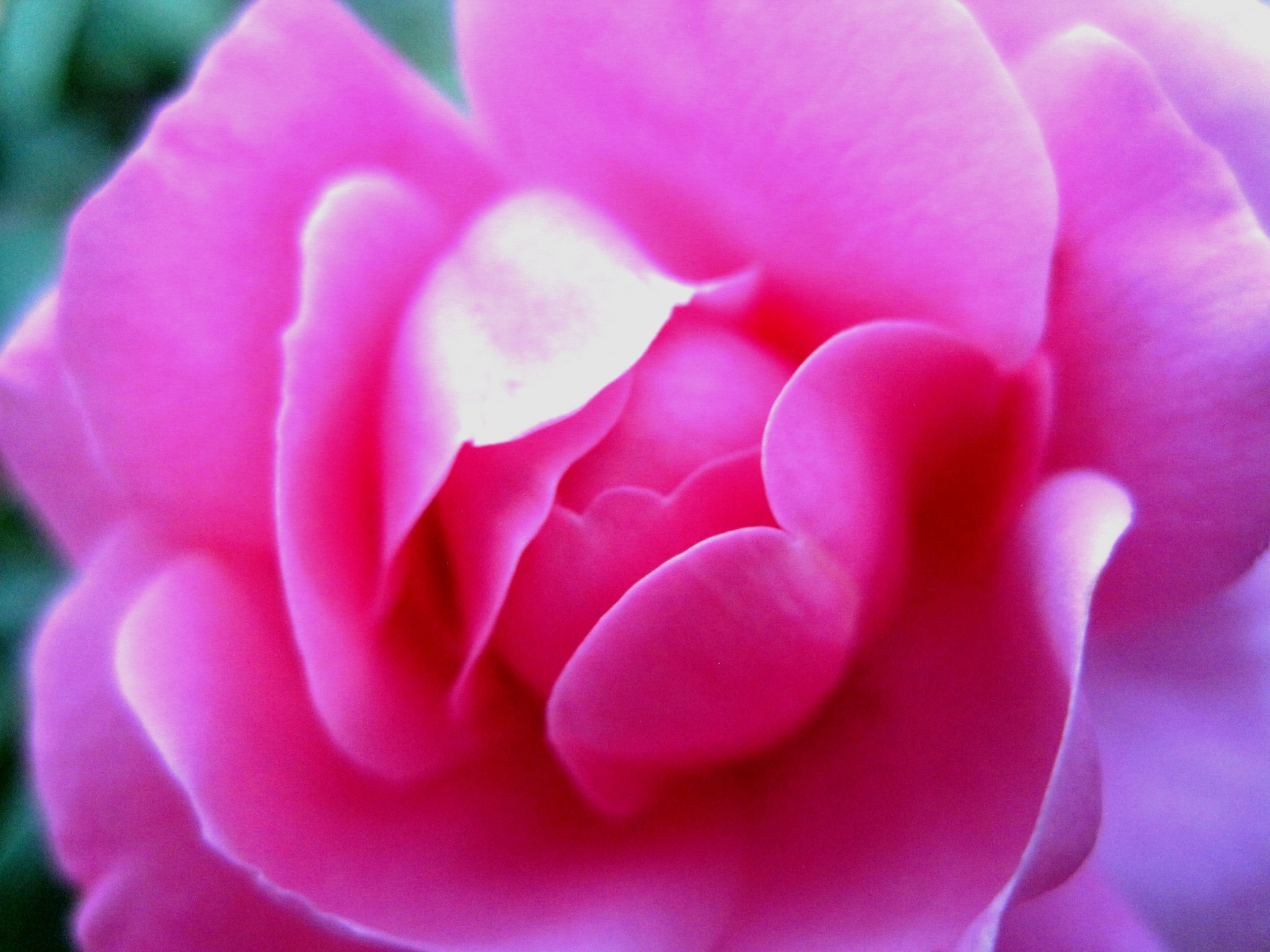 rose pink bright free photo