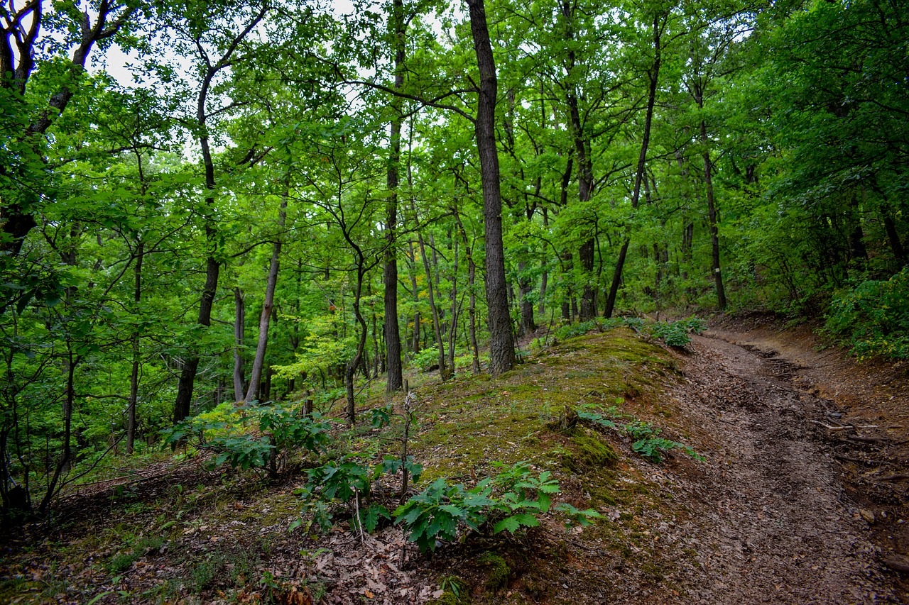 extended areas are covered  top  noszvaj free photo