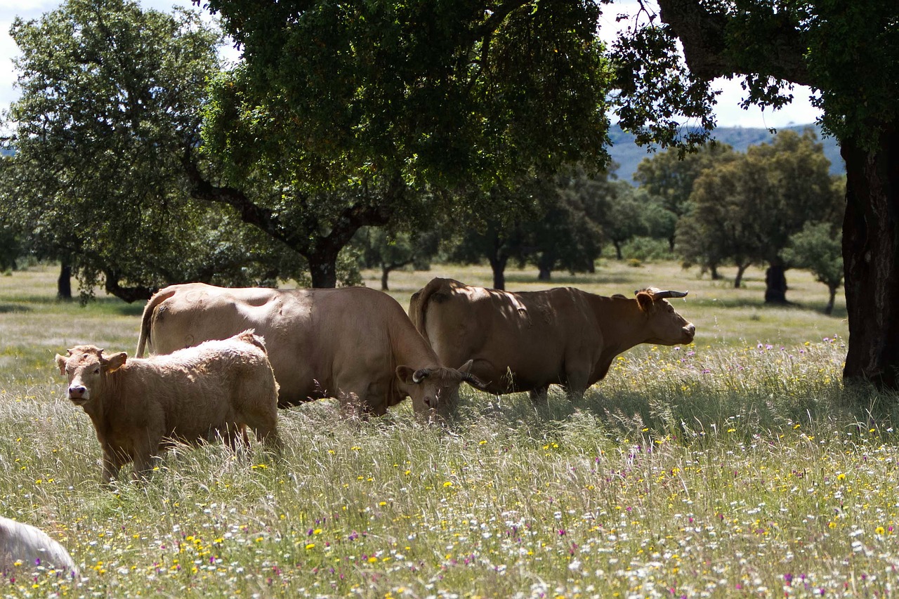 extremadura spain cows meadow free photo