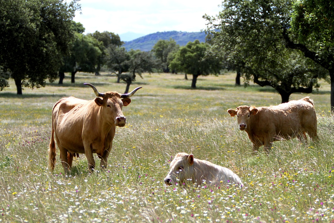 extremadura spain cows wildflowers free photo