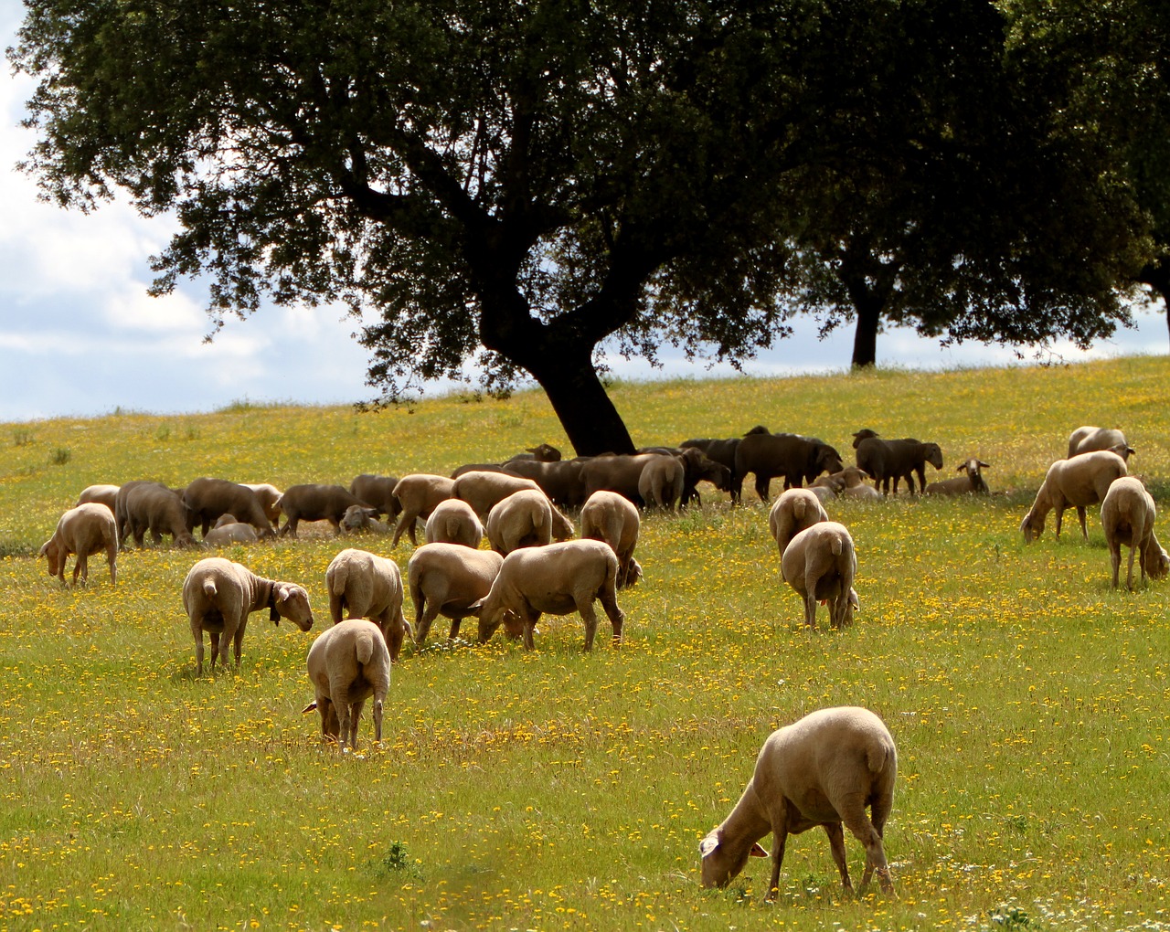 extremadura spain sheep encina free photo