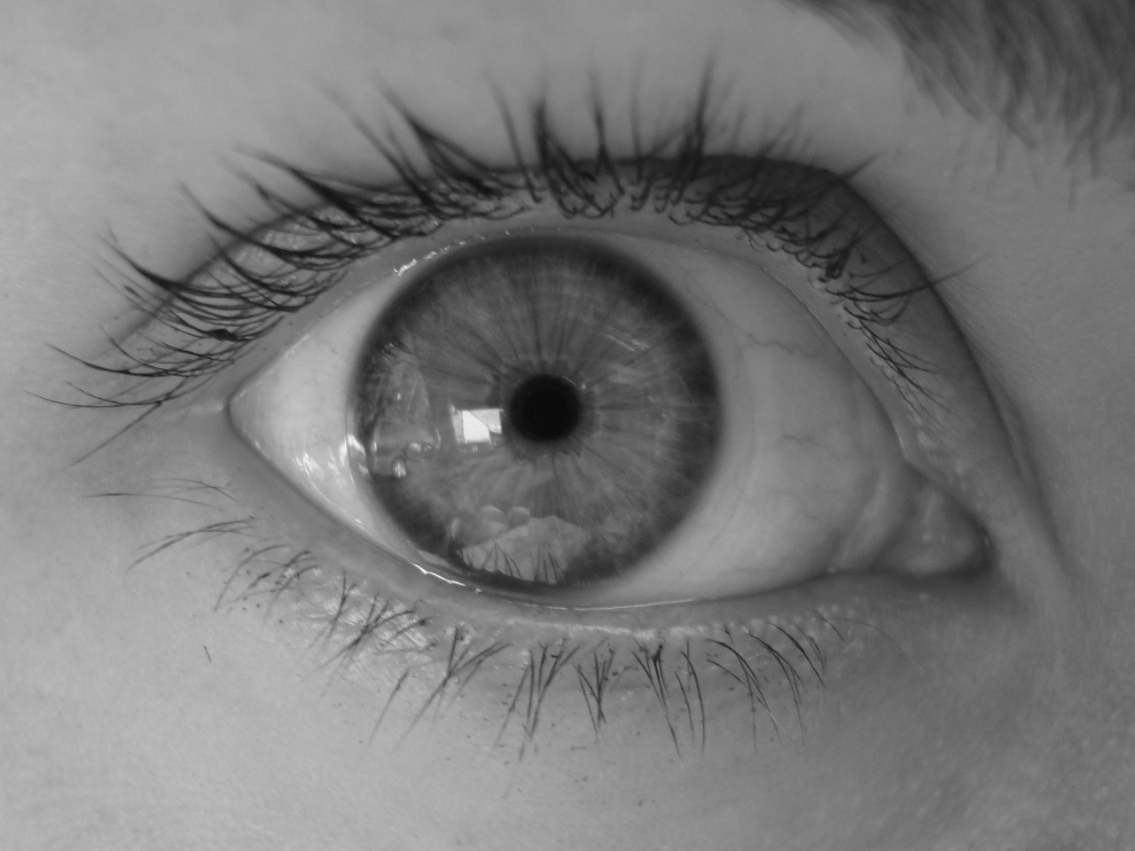 eye pupil eyelash free photo