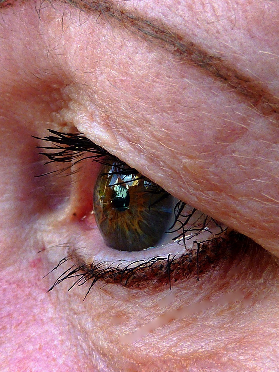 eye moment brown free photo