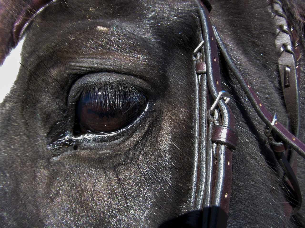 eye horses farm free photo