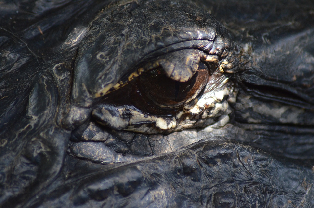 eye alligator reptile free photo