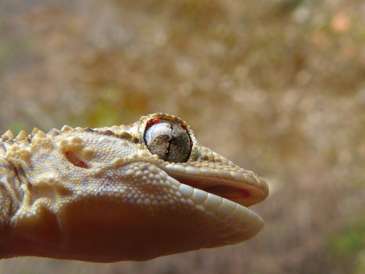 eye detail gecko free photo